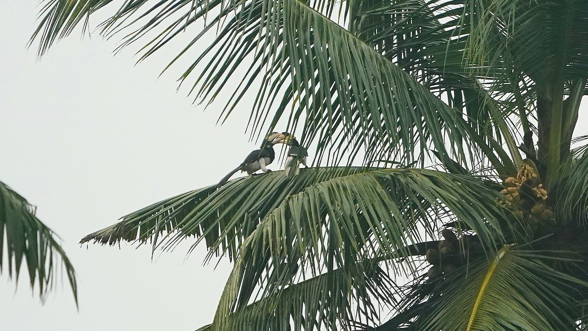 Malabar Pied-Hornbill - ML643056073