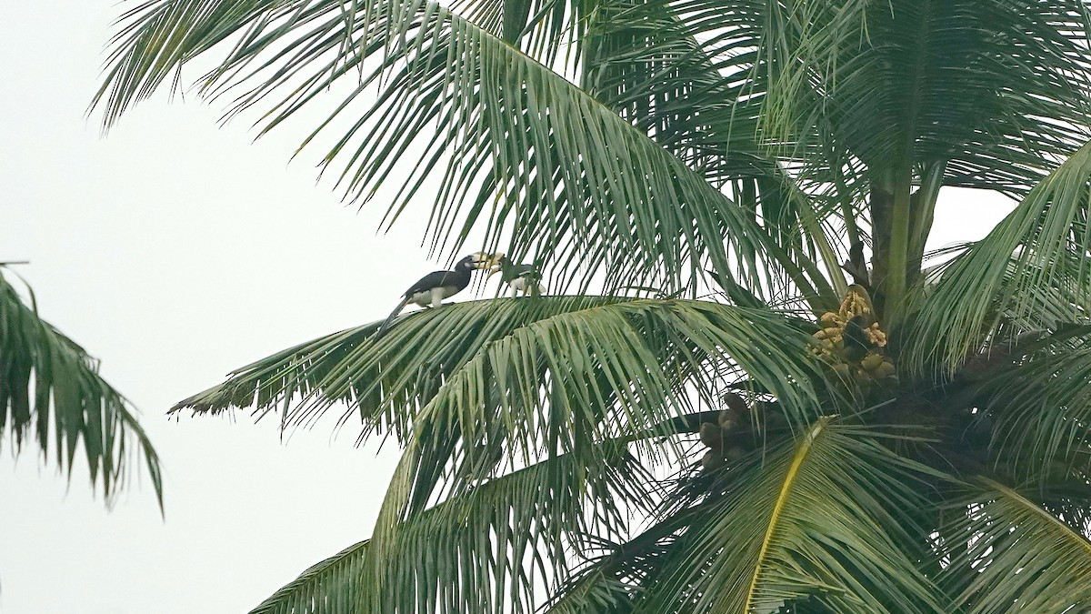 Malabar Pied-Hornbill - ML643056082