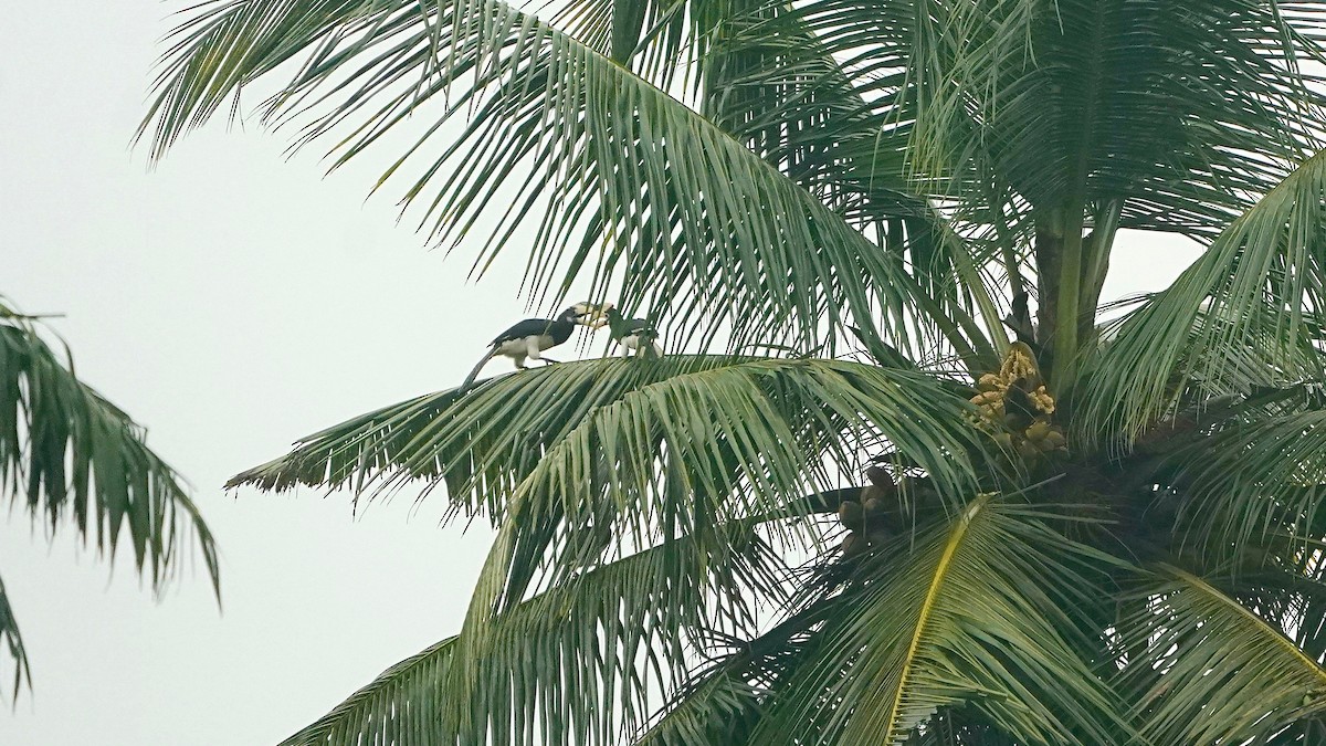 Malabar Pied-Hornbill - ML643056096