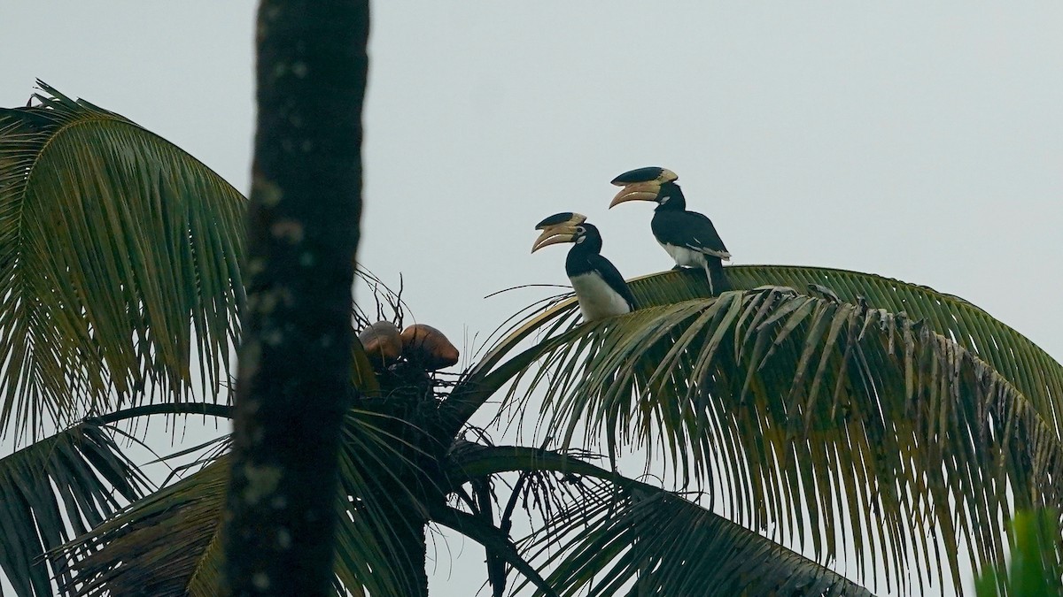 Malabar Pied-Hornbill - ML643056099