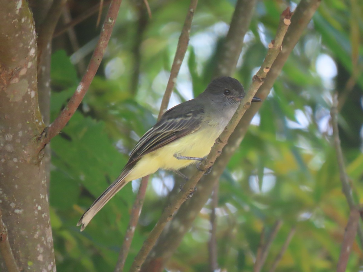 Apical Flycatcher - ML643056104