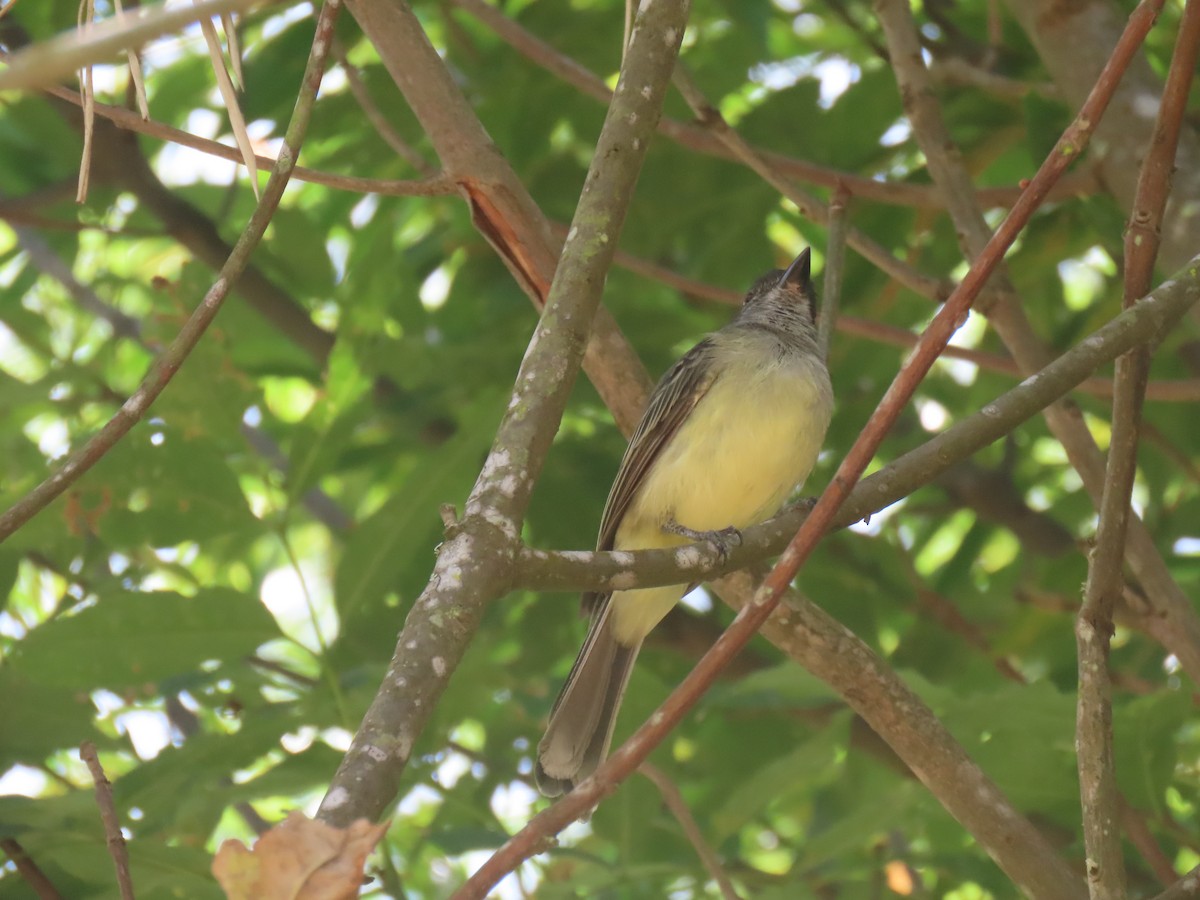 Apical Flycatcher - ML643056106