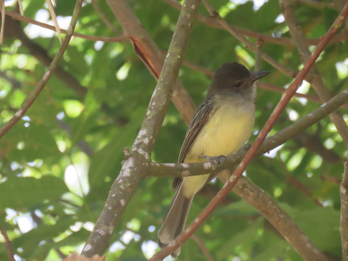 Apical Flycatcher - ML643056107