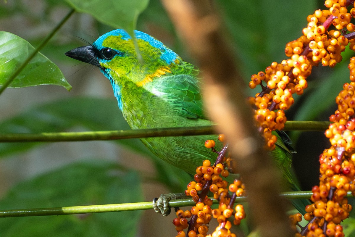 Golden-naped Barbet - ML643056120