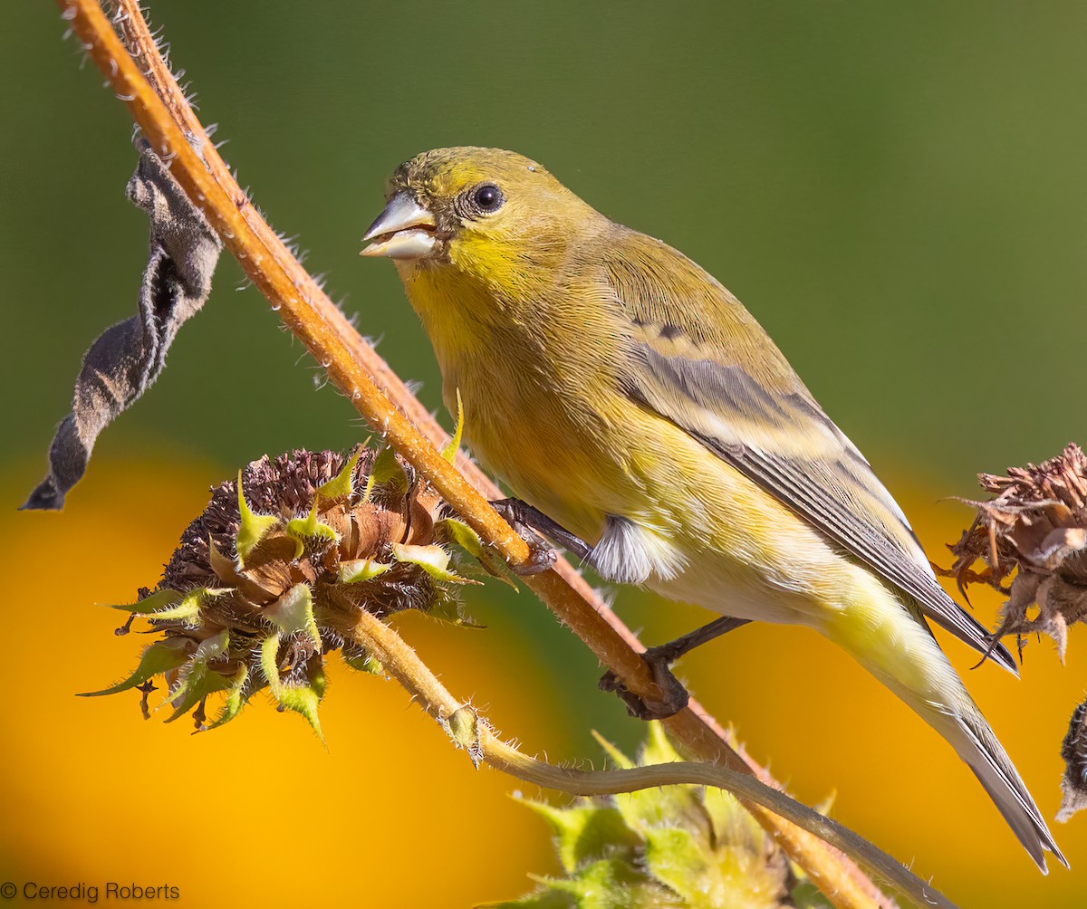 Lesser Goldfinch - ML643056131