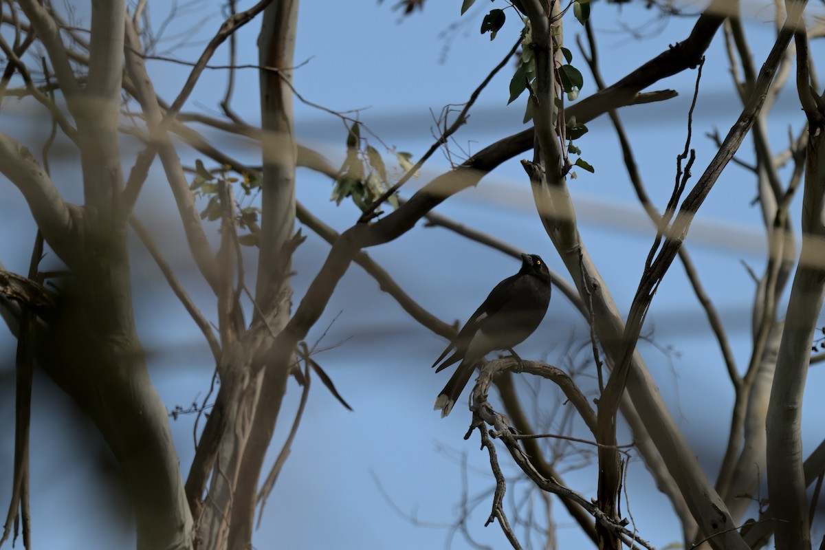 Pied Currawong - ML643056137