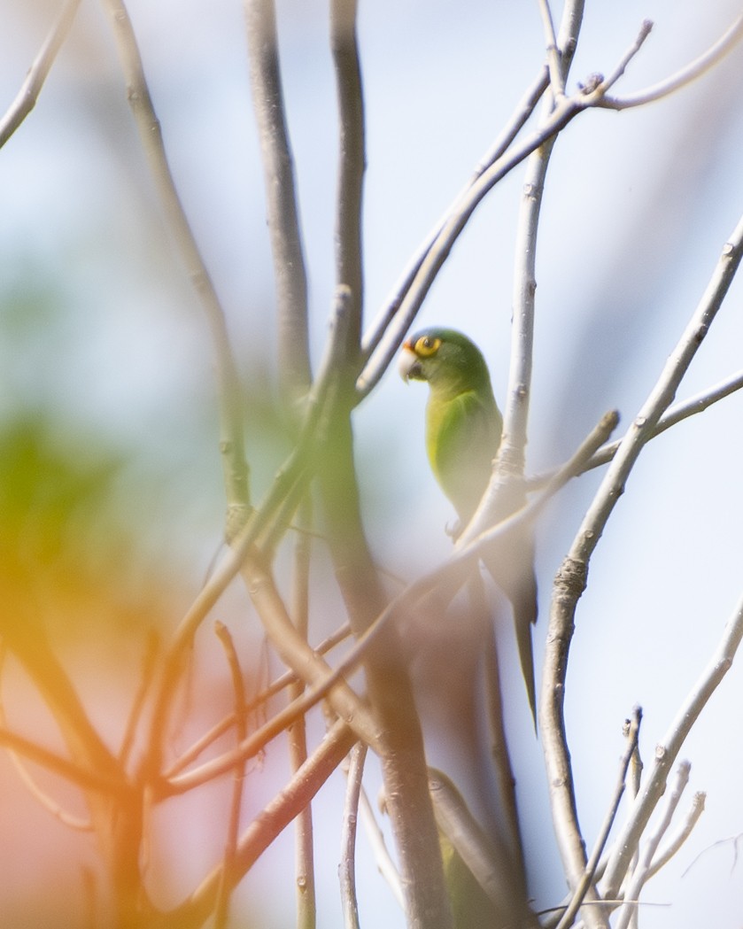メキシコインコ - ML643056155