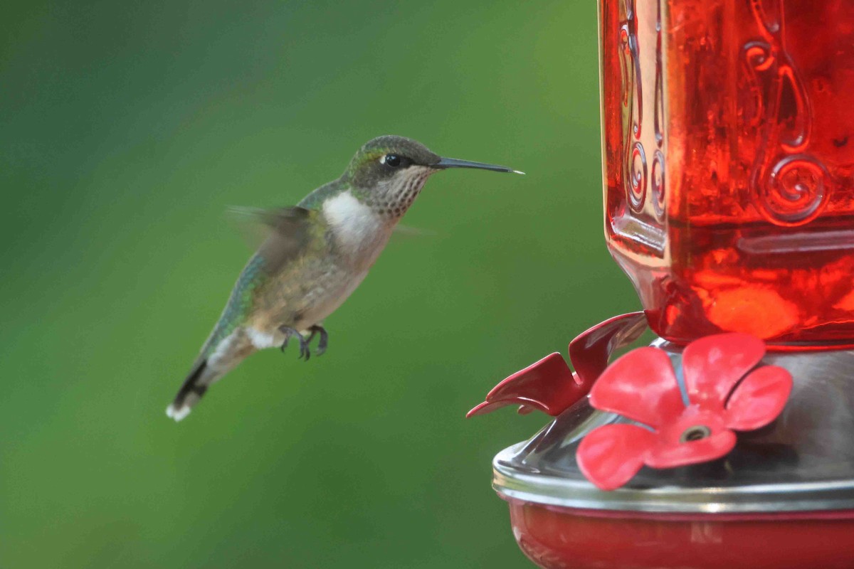 Ruby-throated Hummingbird - ML643056157