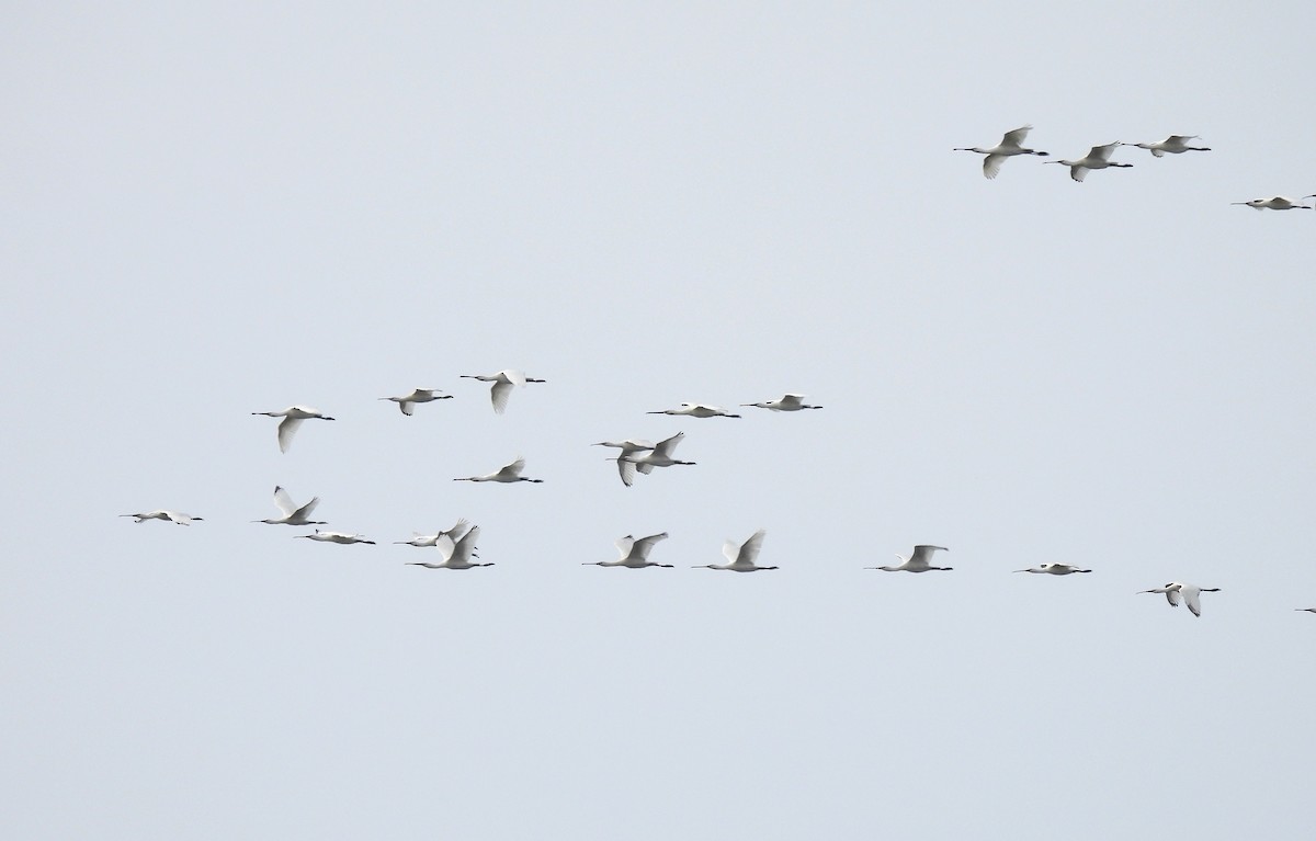 Eurasian Spoonbill - ML643056164