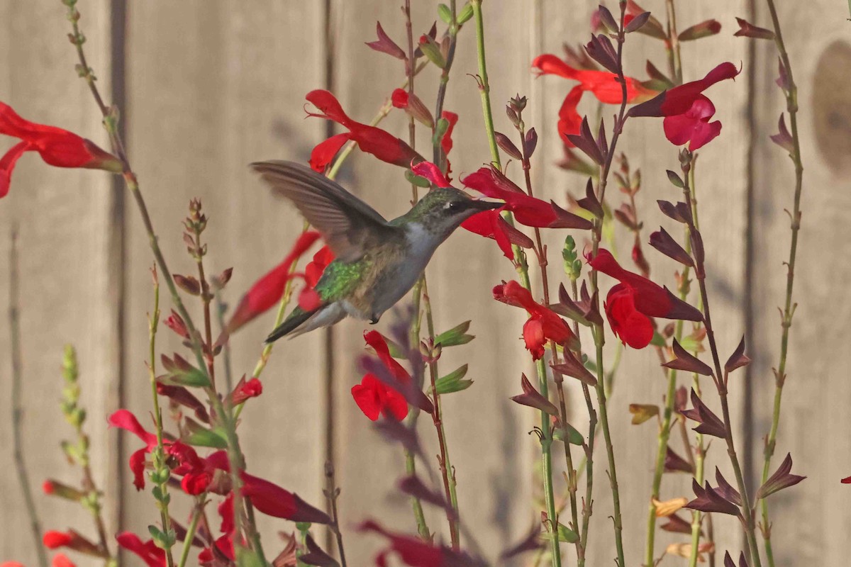 Ruby-throated Hummingbird - ML643056173