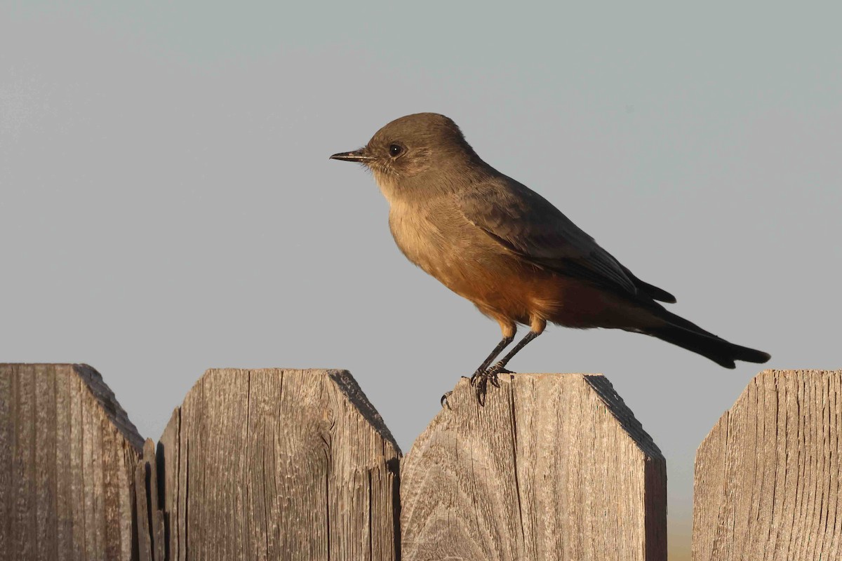 Say's Phoebe - ML643056178