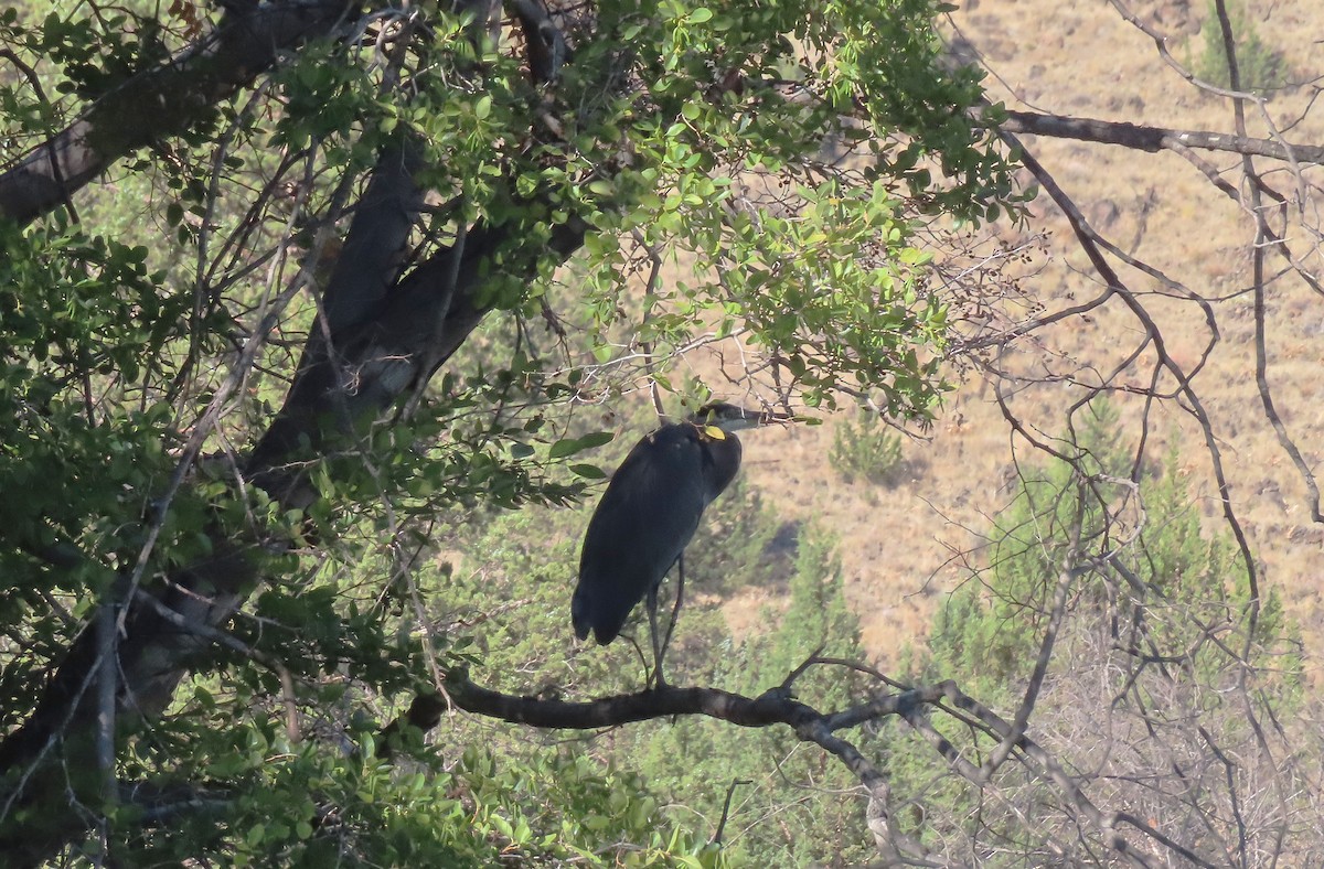 Great Blue Heron - ML643056190
