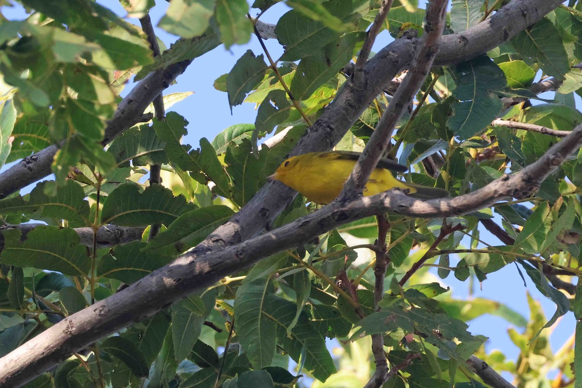 Wilson's Warbler - ML643056200