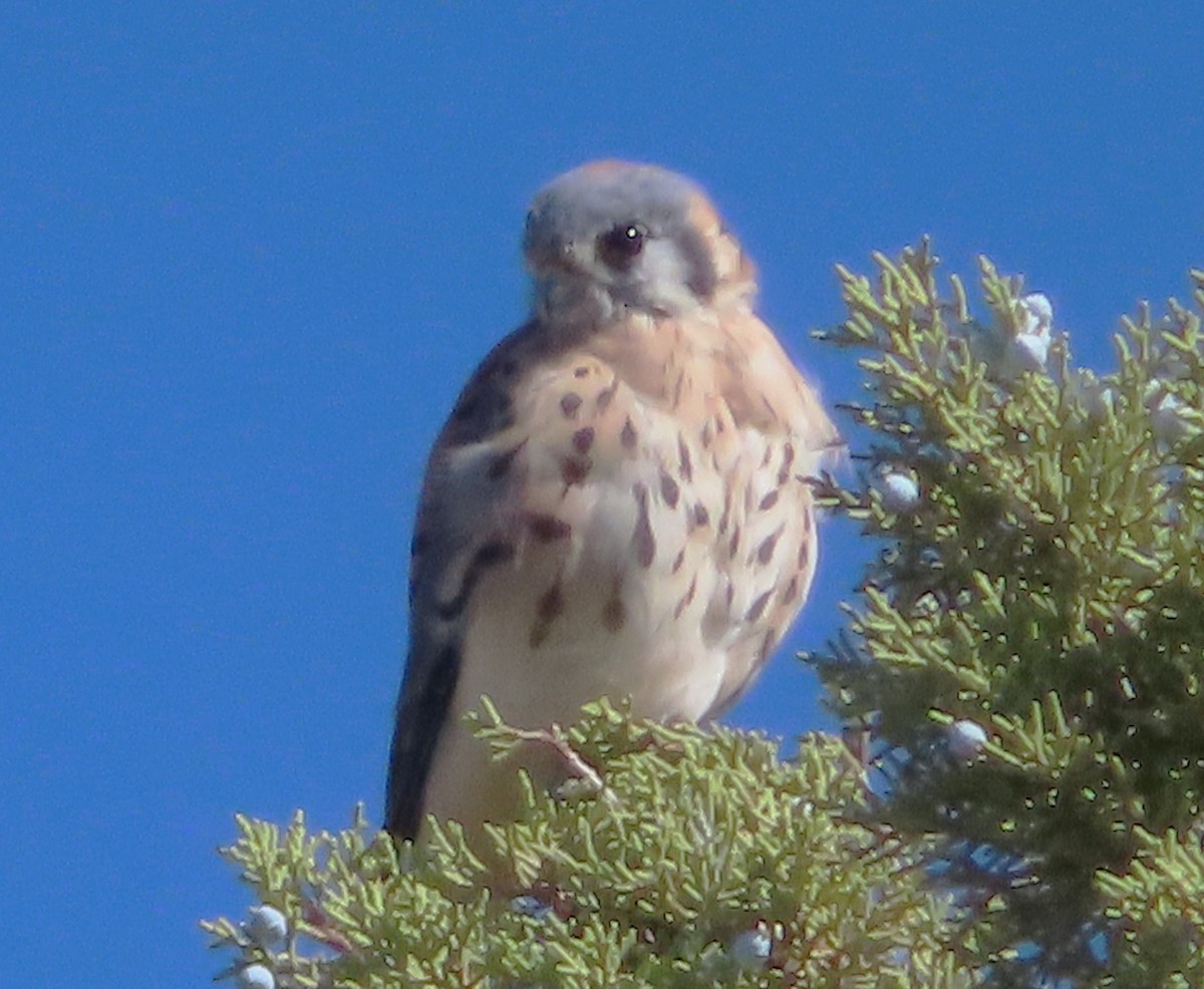 American Kestrel - ML643056204