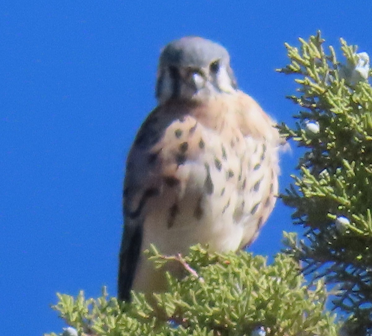American Kestrel - ML643056205