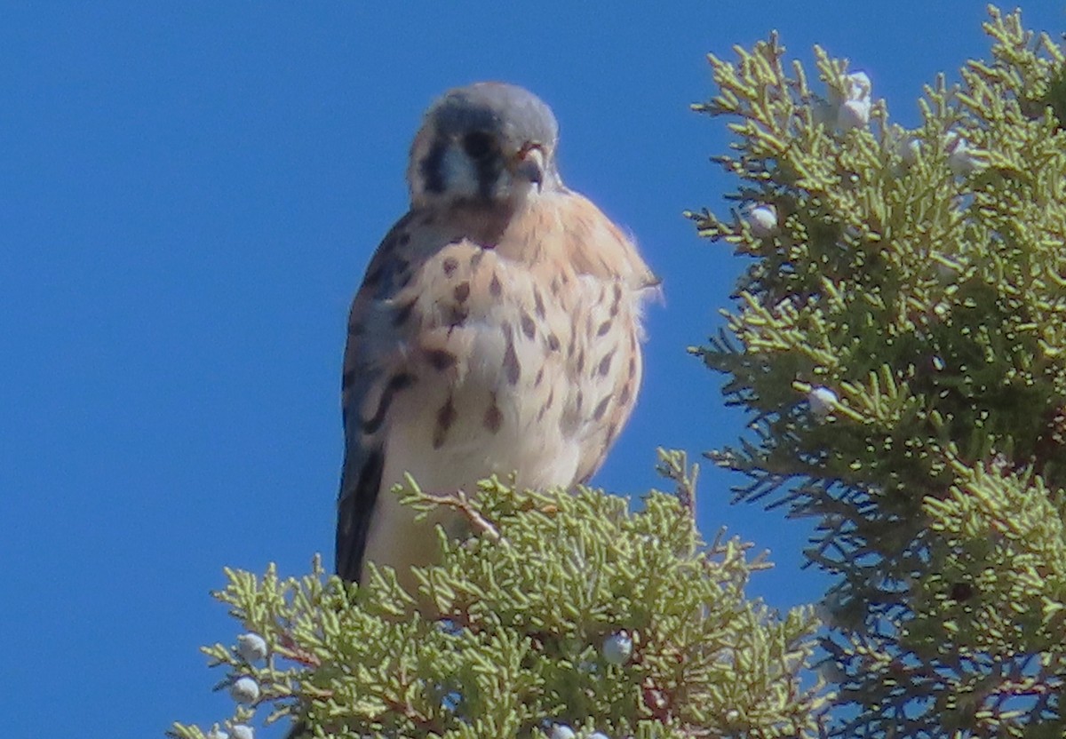 American Kestrel - ML643056206