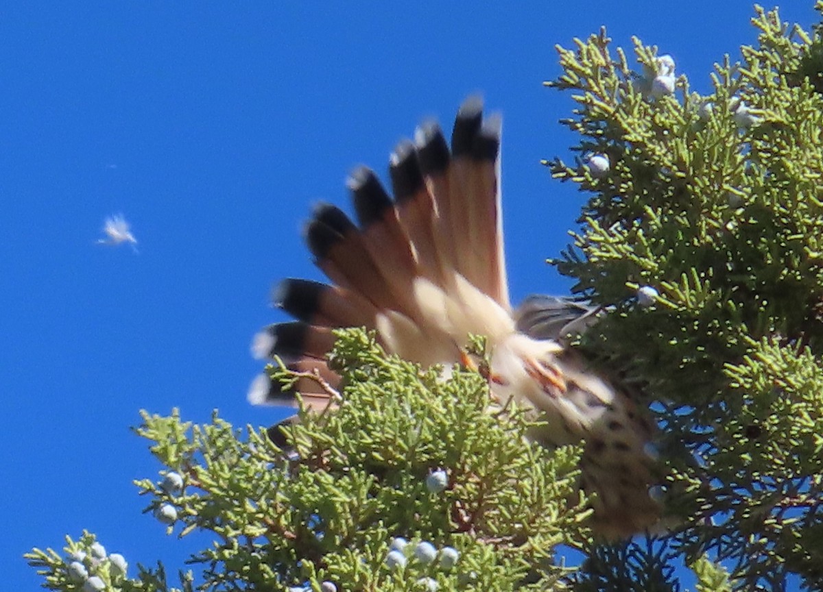 American Kestrel - ML643056207