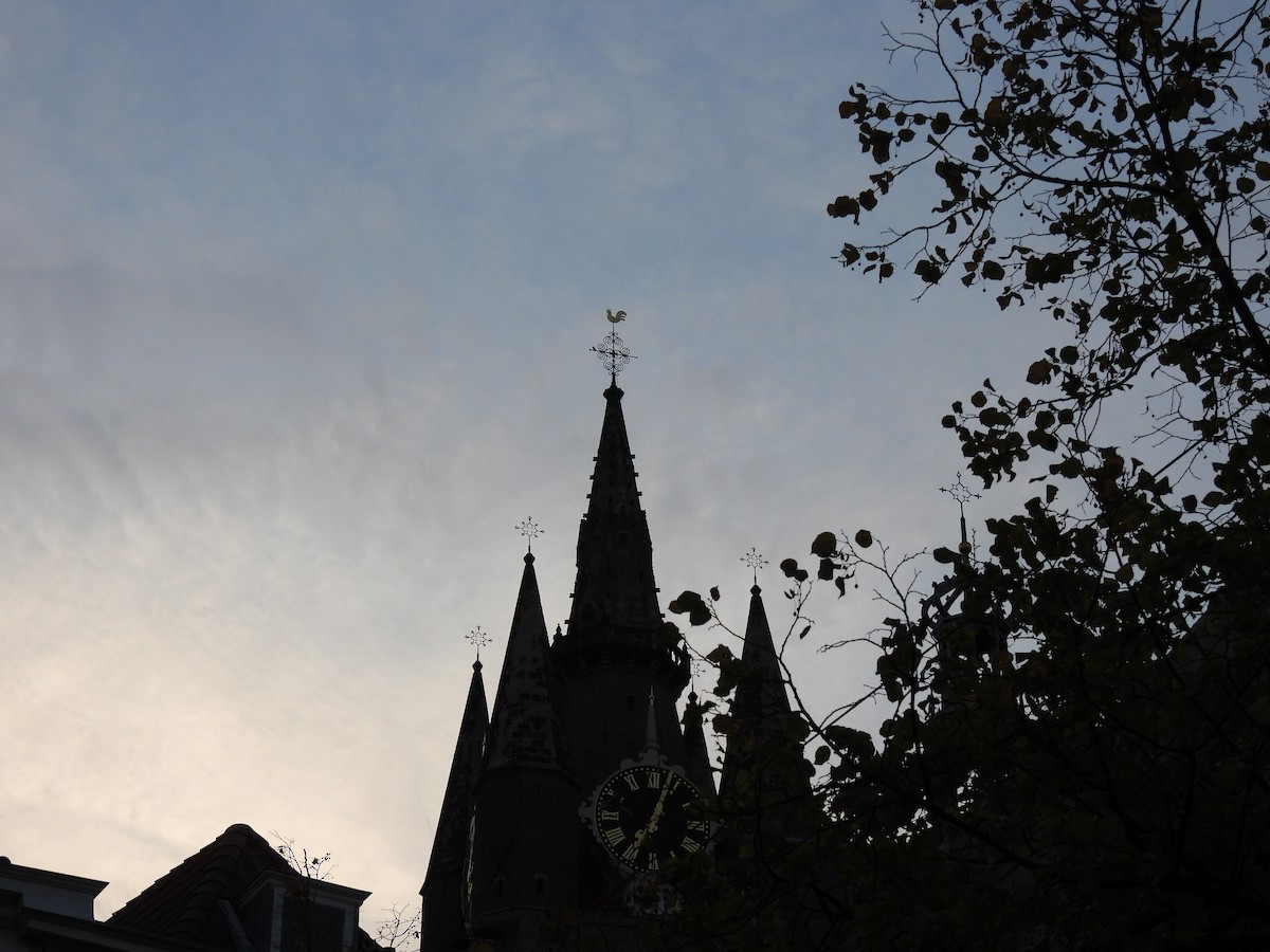 Peregrine Falcon - ML643056213