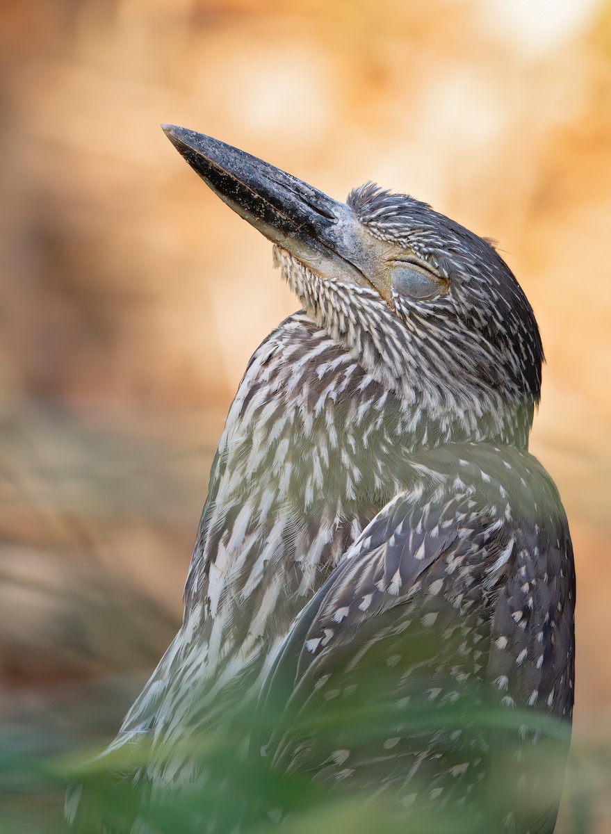 Yellow-crowned Night Heron - ML643056218