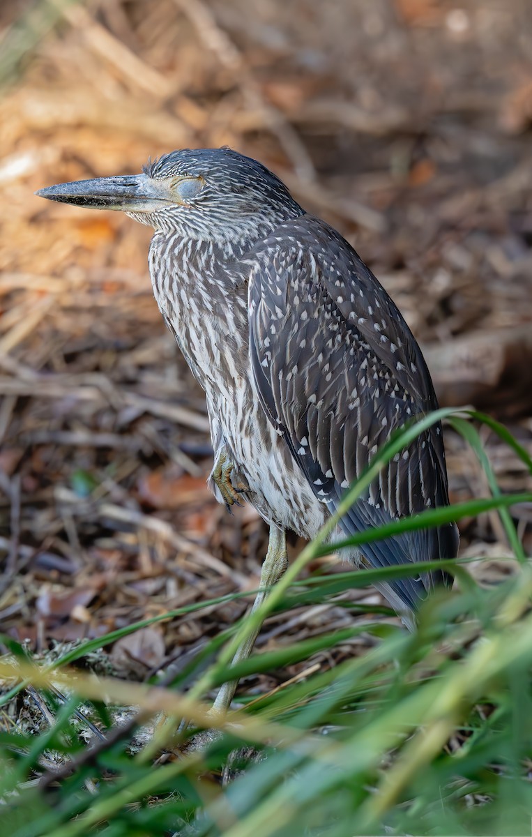 Yellow-crowned Night Heron - ML643056219