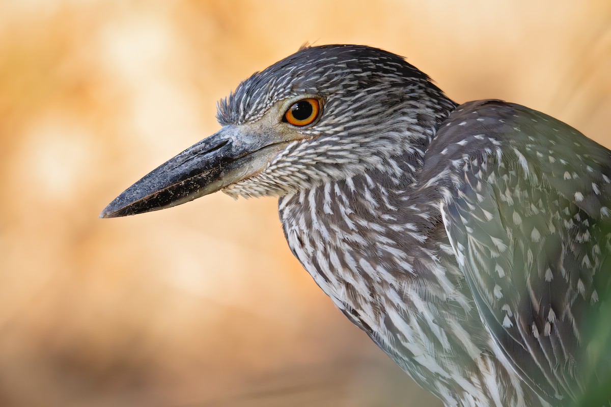 Yellow-crowned Night Heron - ML643056221