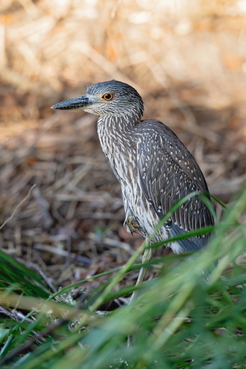 Yellow-crowned Night Heron - ML643056224