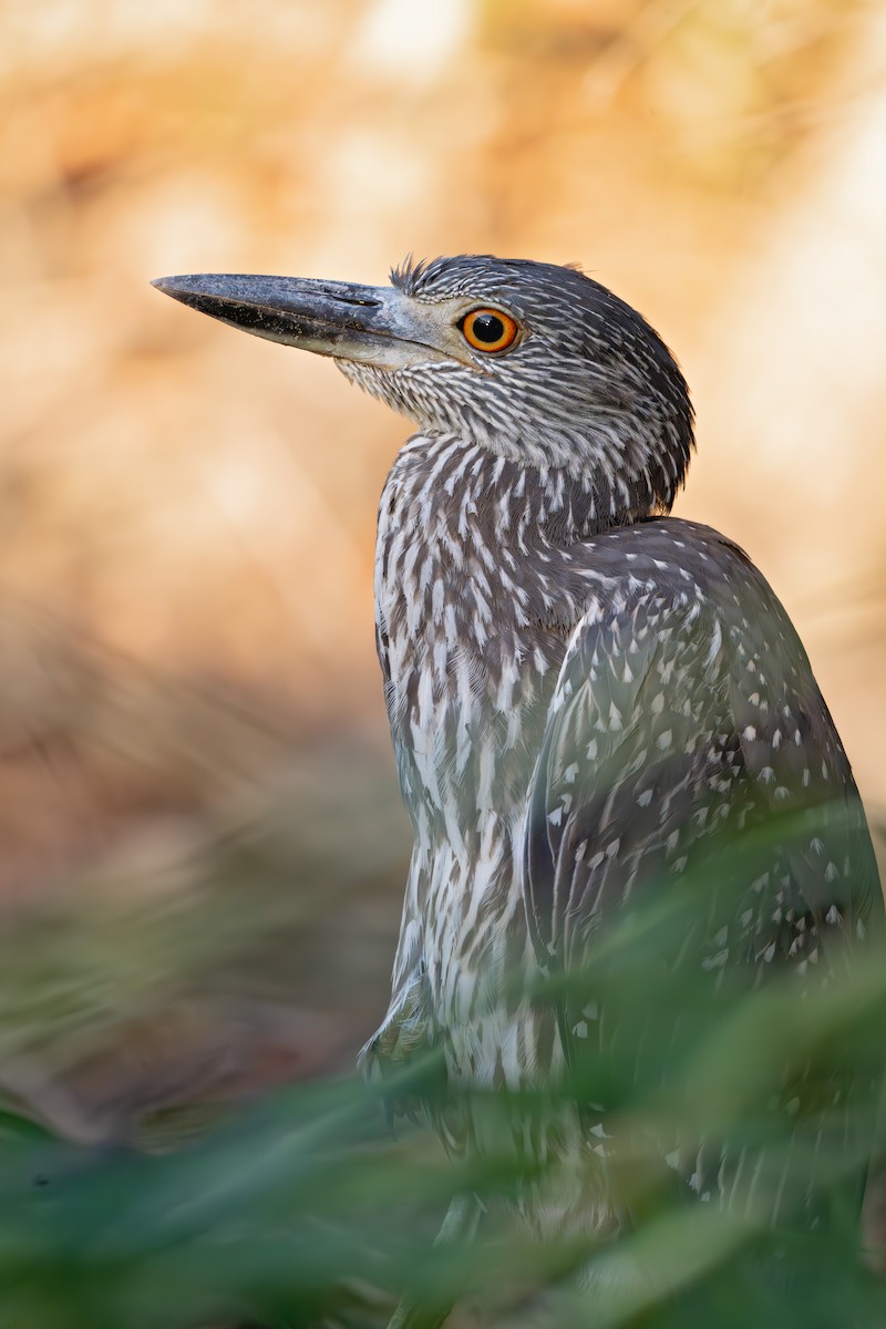 Yellow-crowned Night Heron - ML643056225