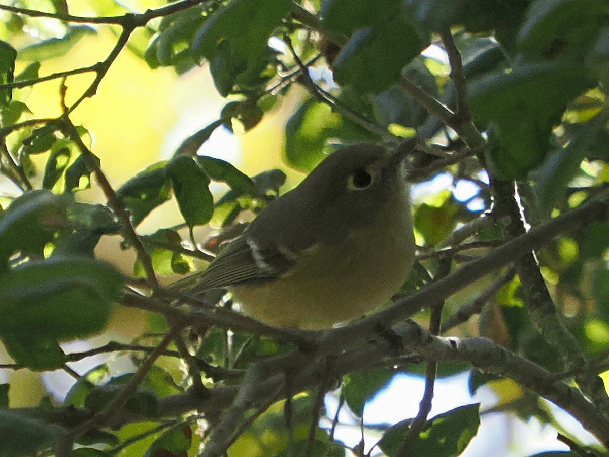 Hutton's Vireo - ML643056232