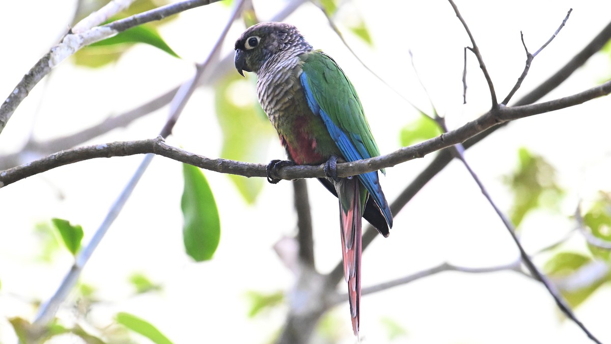Green-cheeked Parakeet - ML643056245