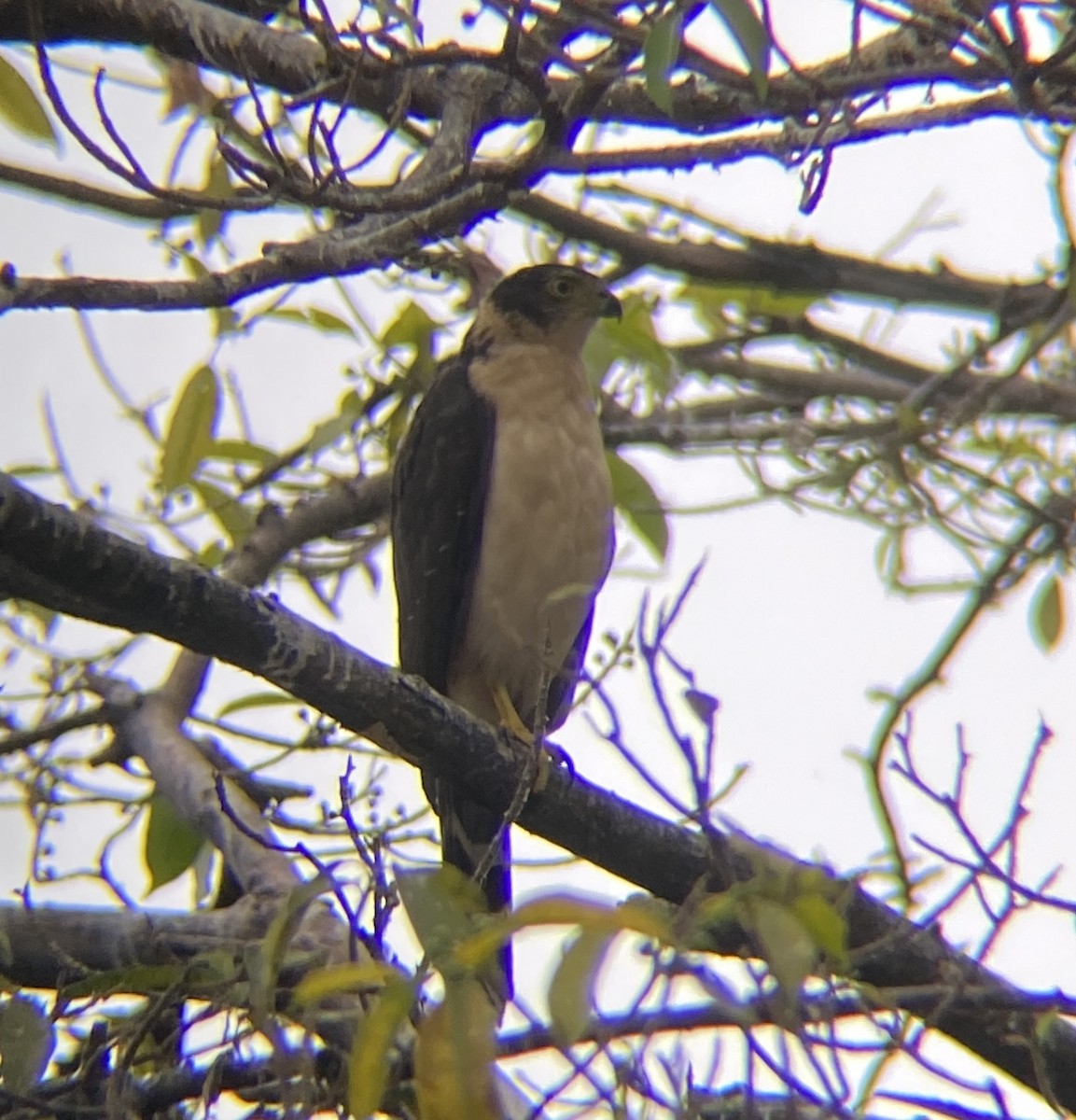 Bicolored Hawk (Bicolored) - ML643056246