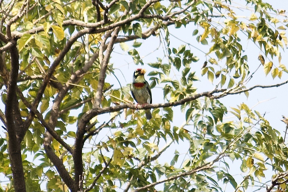Coppersmith Barbet - ML643056253