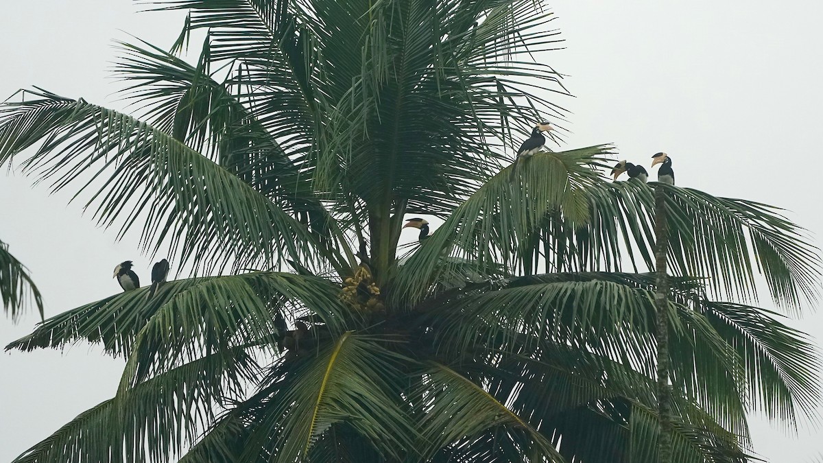 Malabar Pied-Hornbill - ML643056261