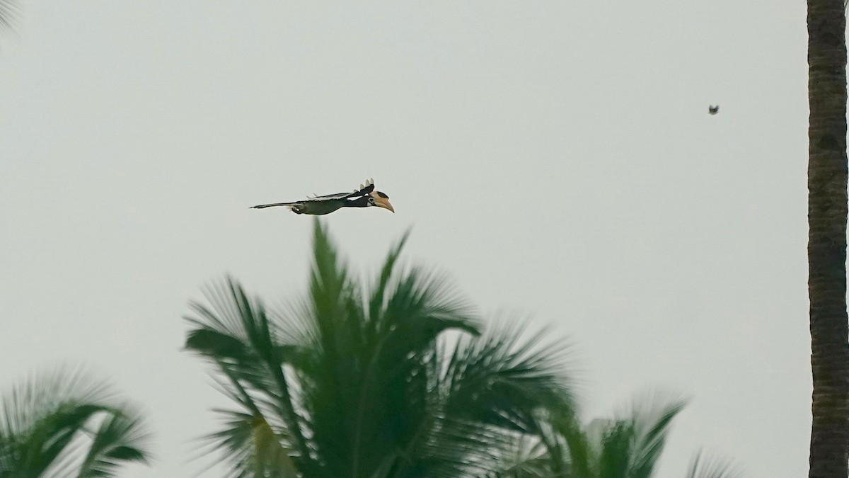 Malabar Pied-Hornbill - ML643056264