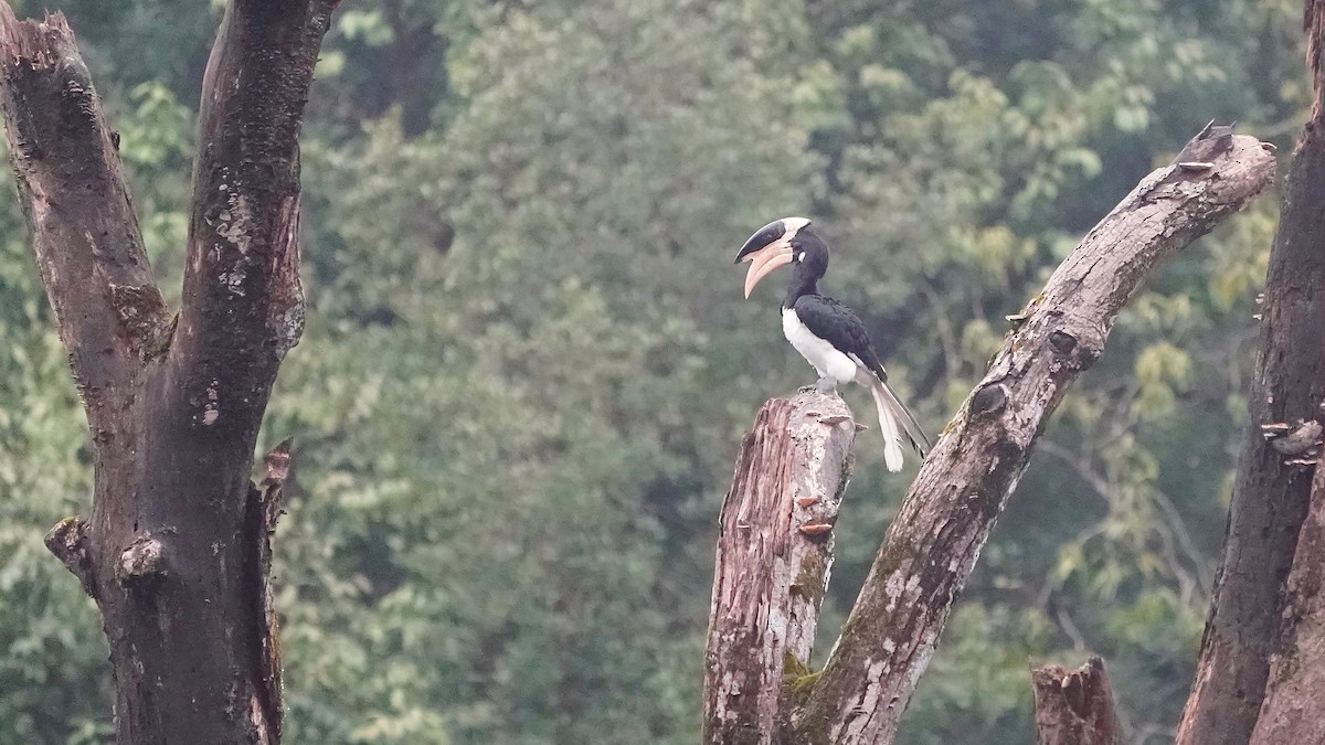 Malabar Pied-Hornbill - ML643056271