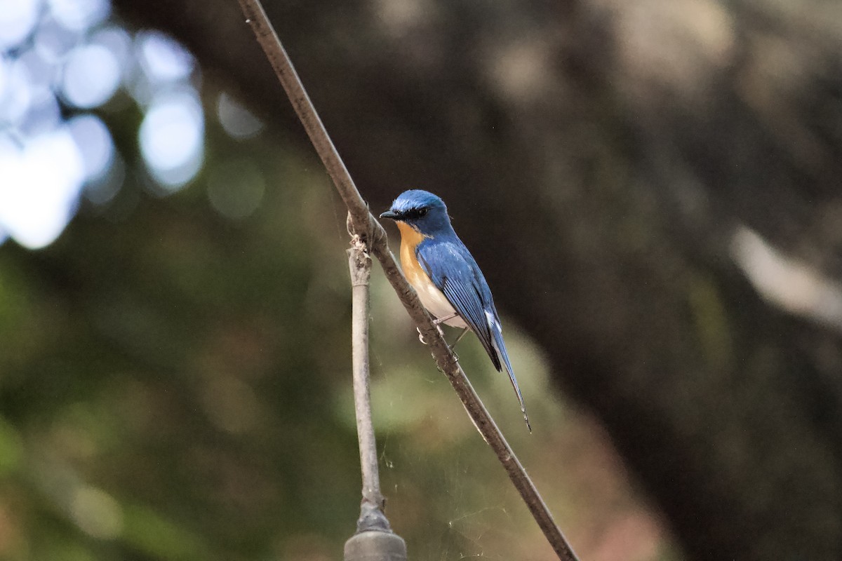 Tickell's Blue Flycatcher - ML643056273