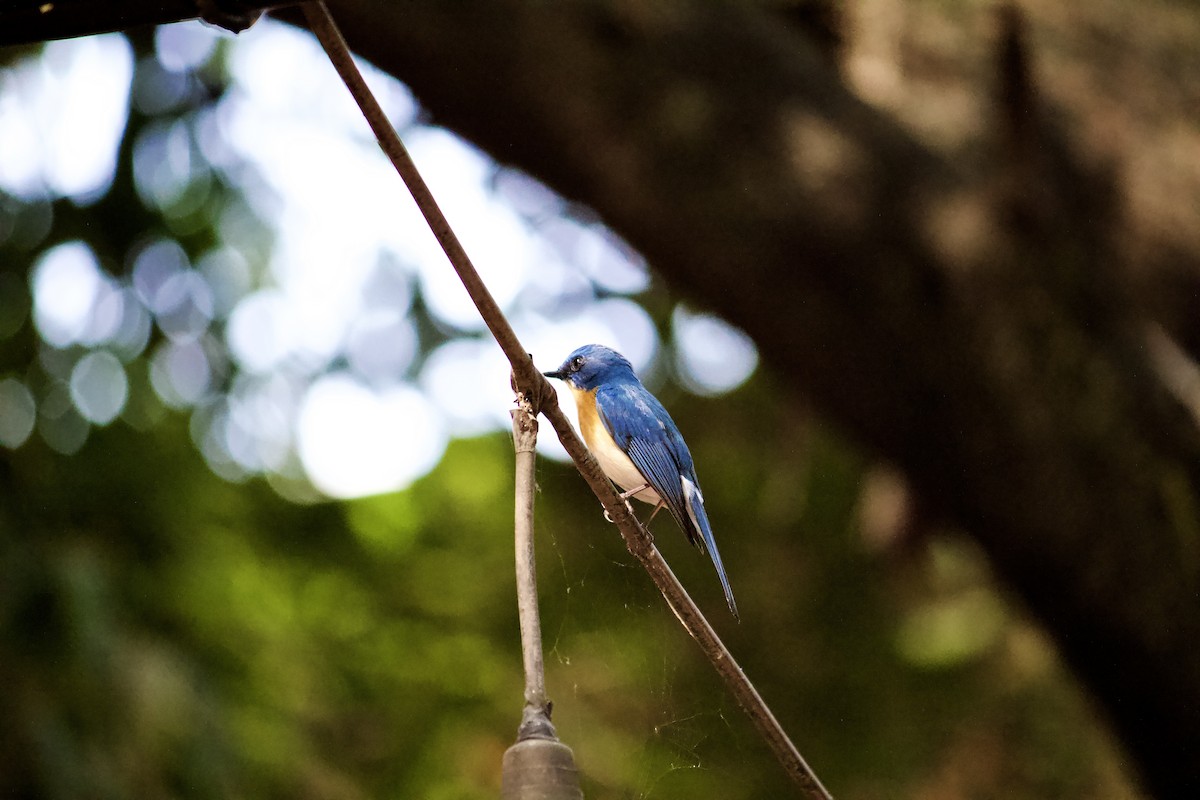 Tickell's Blue Flycatcher - ML643056274