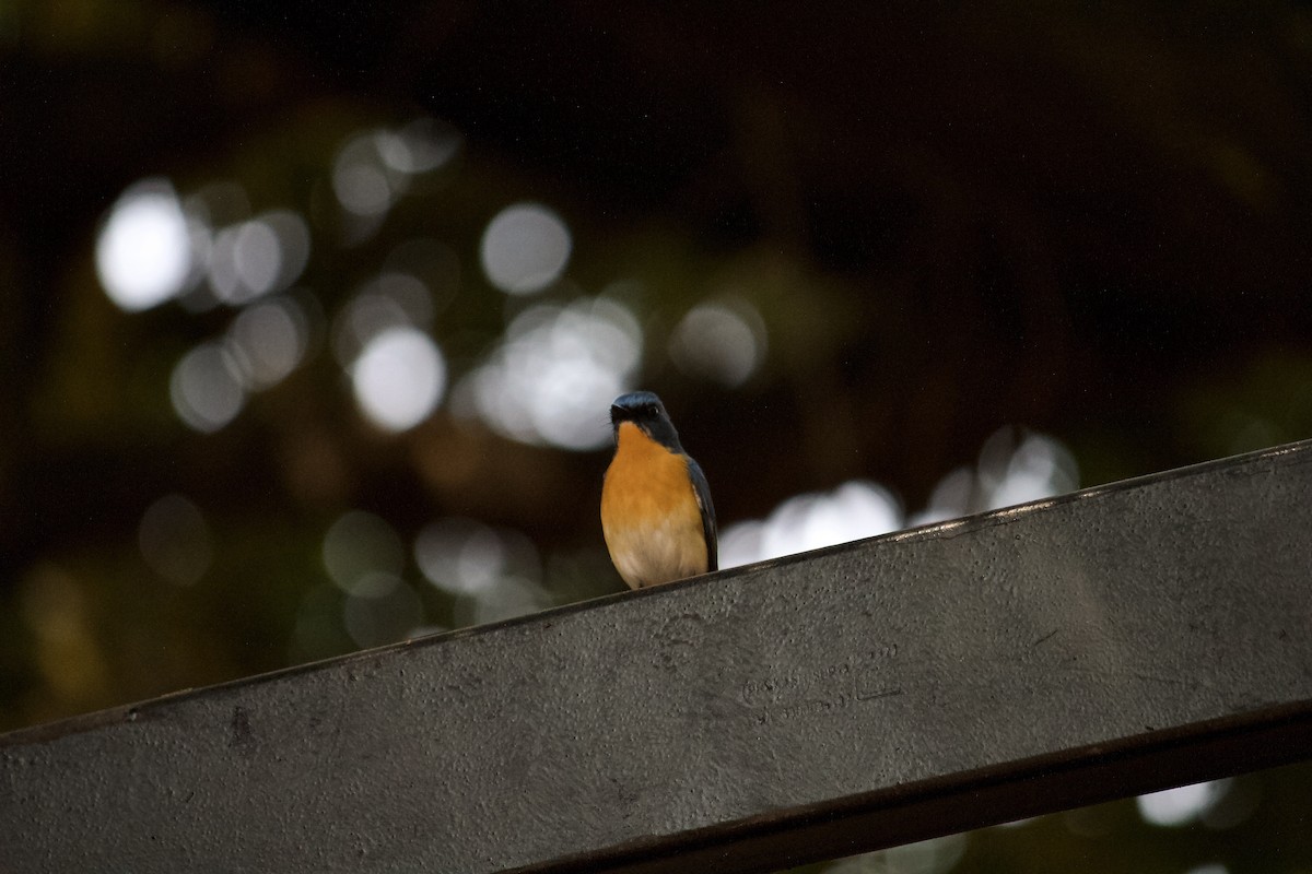 Tickell's Blue Flycatcher - ML643056275