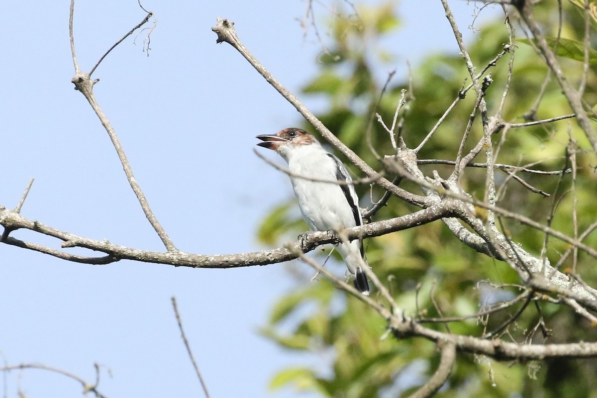 Black-crowned Tityra - ML643056282