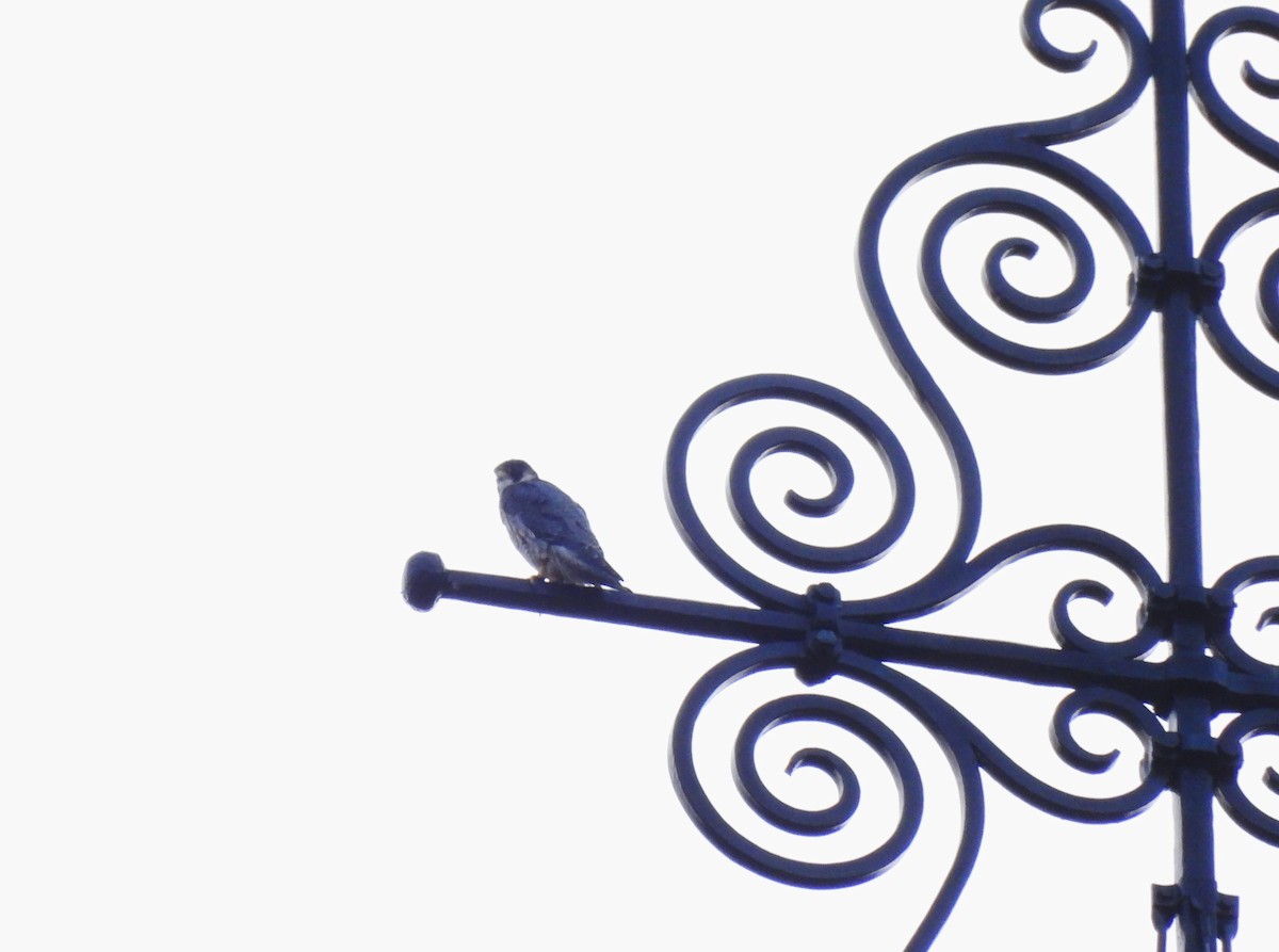 Peregrine Falcon - ML643056284