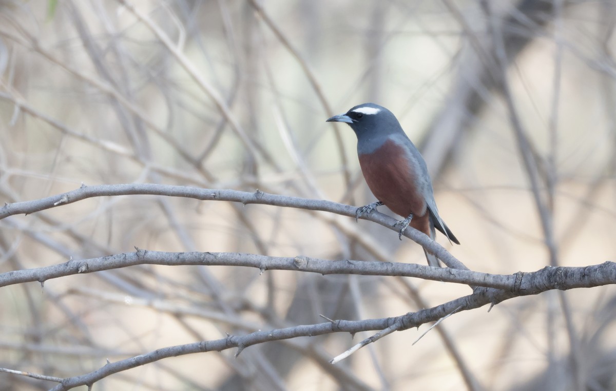 White-browed Woodswallow - ML643056288