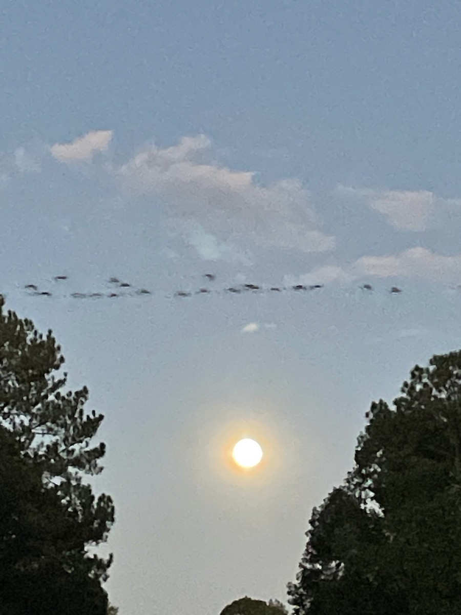 Canada Goose - ML643056301