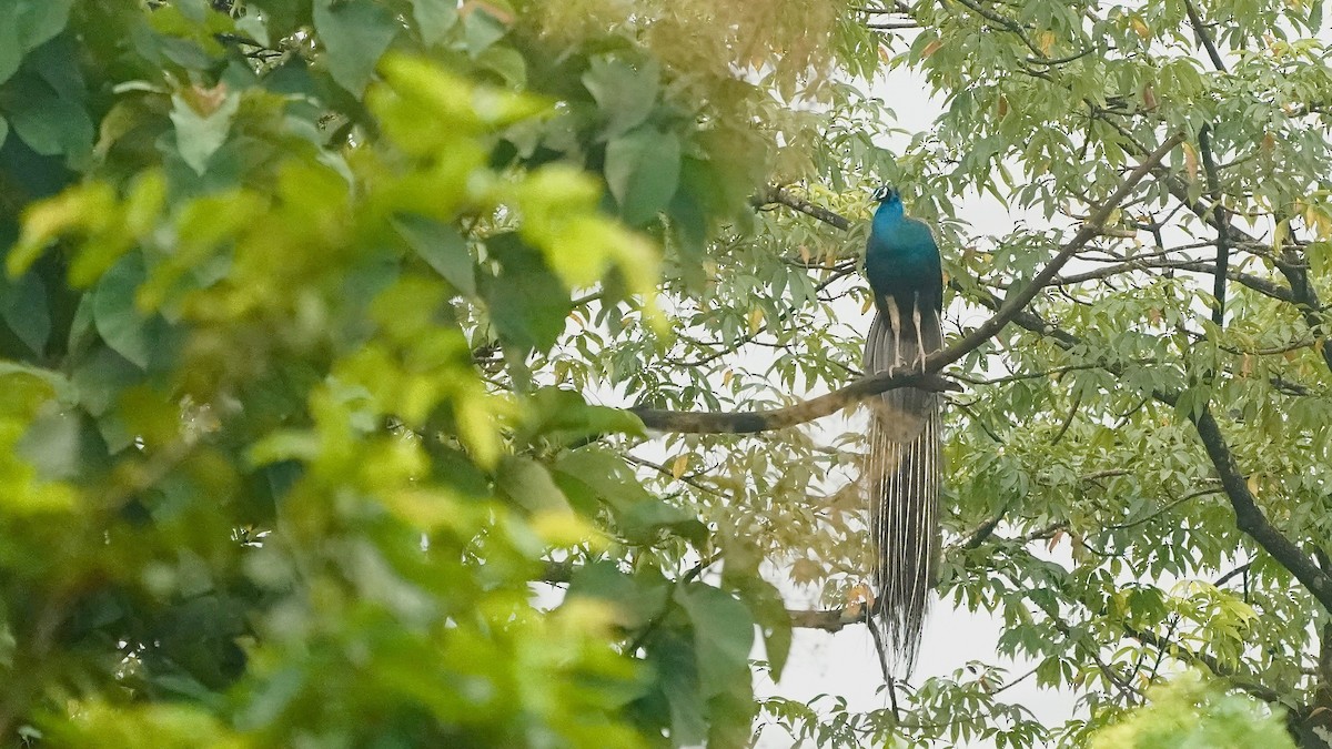 Indian Peafowl - ML643056321