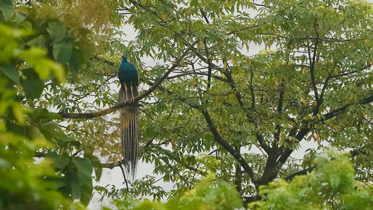 Indian Peafowl - ML643056327