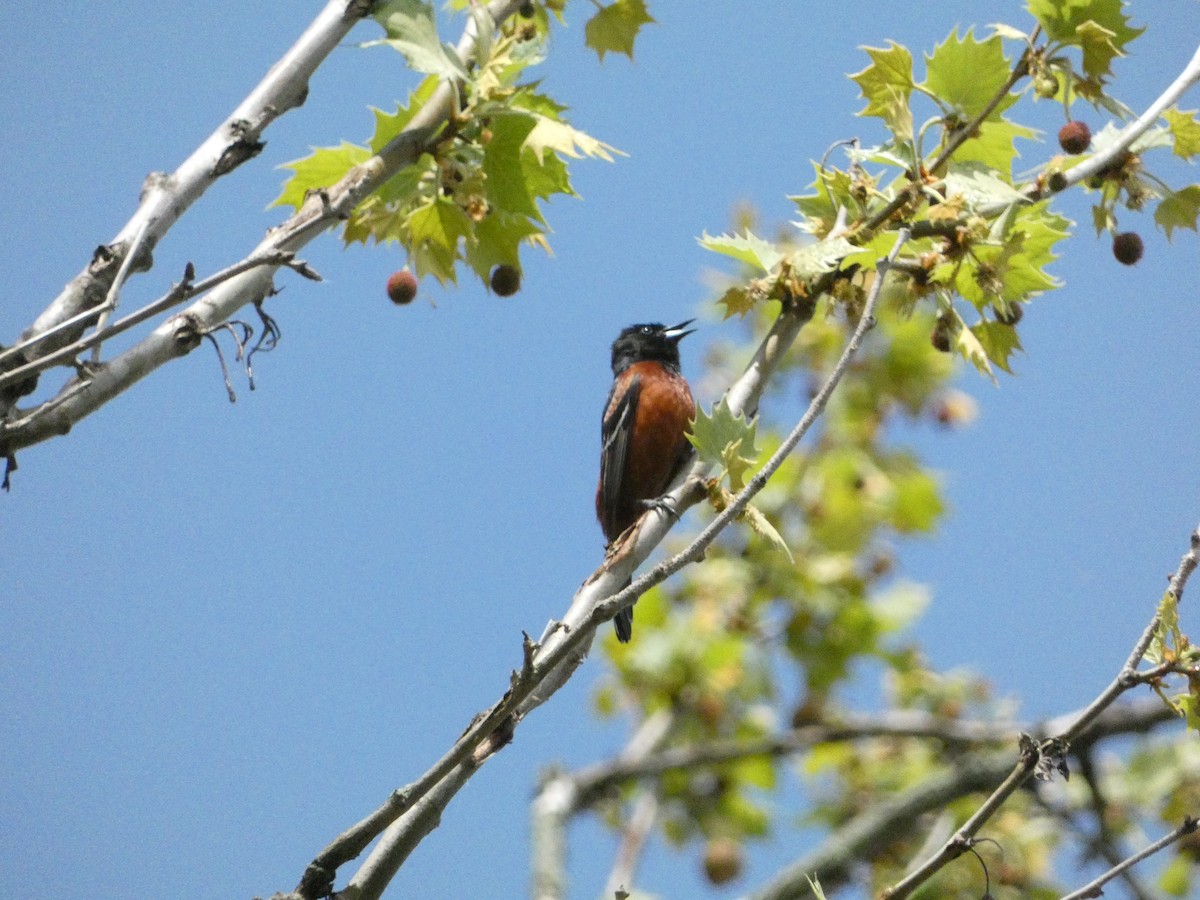 Orchard Oriole - ML643056328