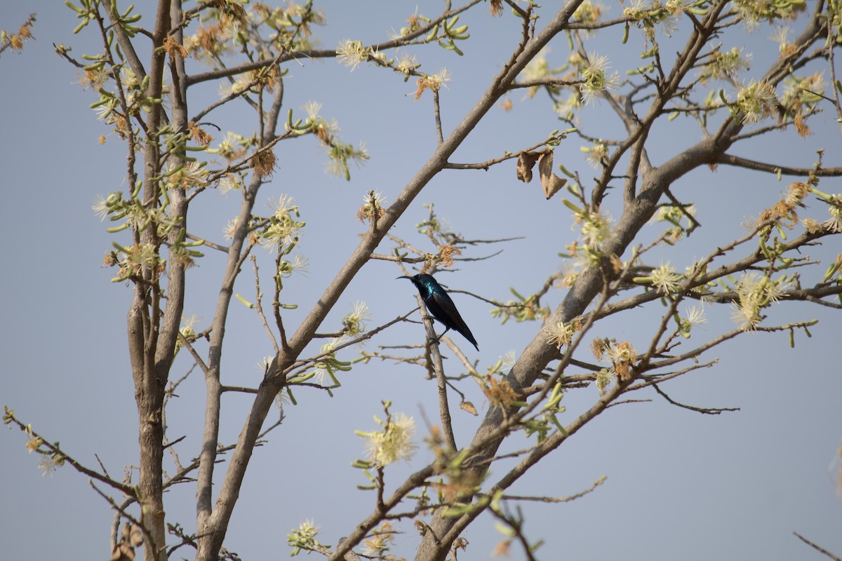 Purple Sunbird - ML643056341
