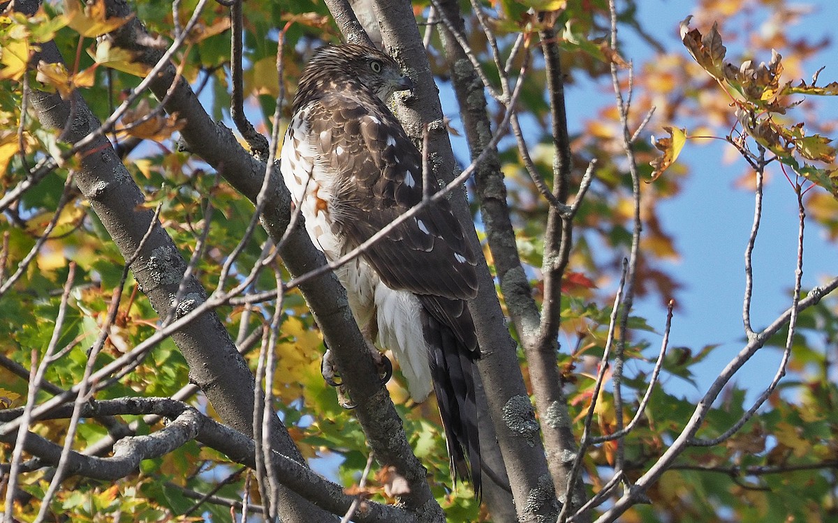 Cooper's Hawk - ML643056346