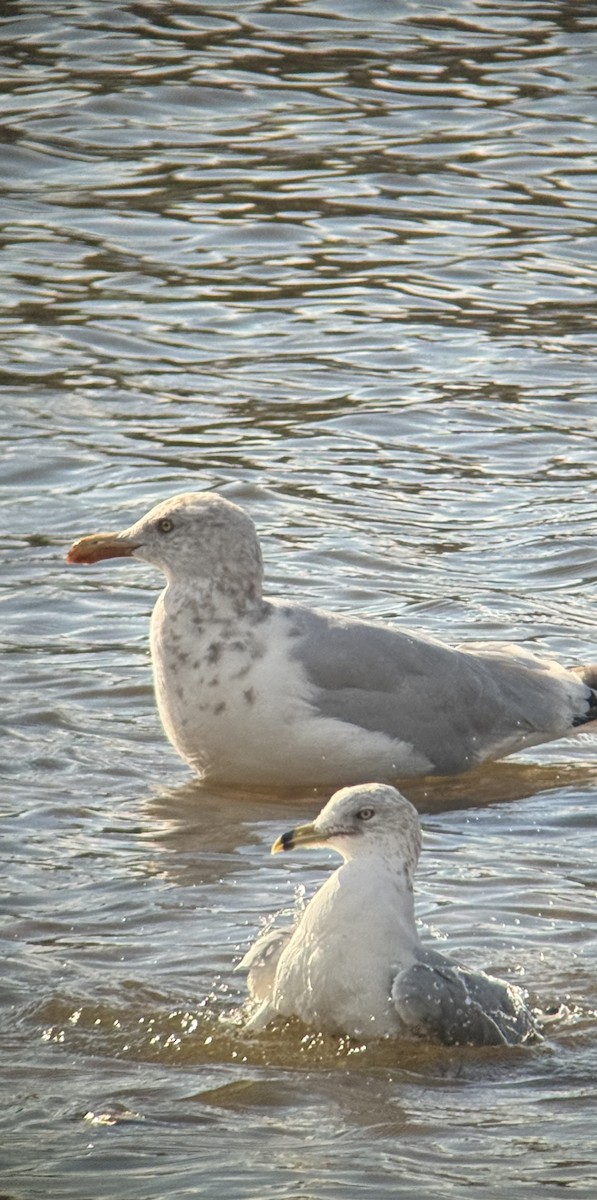 American Herring Gull - ML643056352
