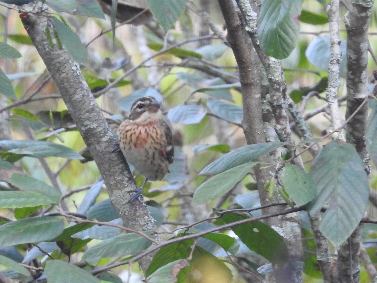 Rose-breasted Grosbeak - ML643056355