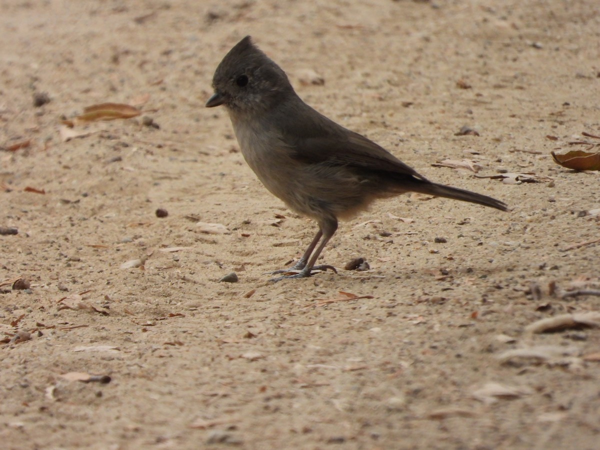 Oak Titmouse - ML643056357