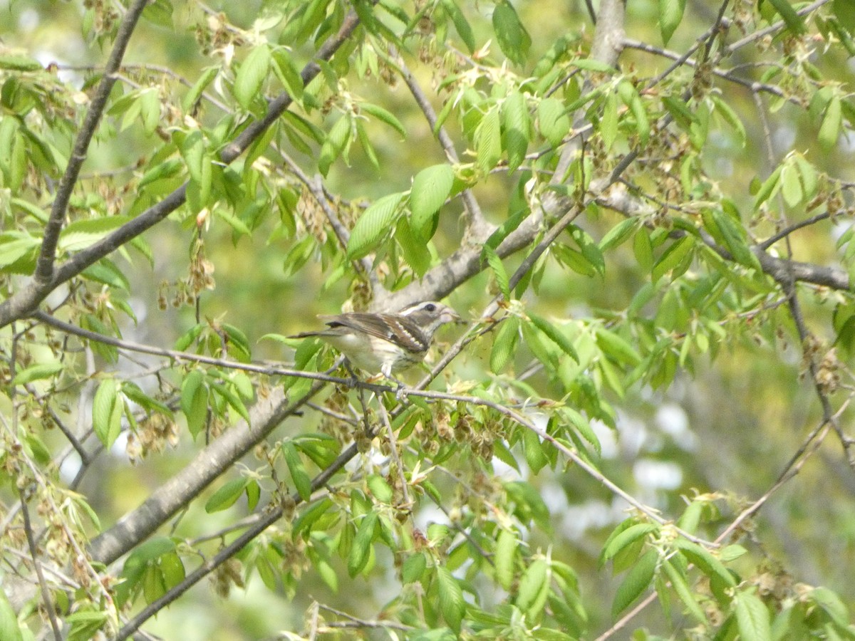Rose-breasted Grosbeak - ML643056374